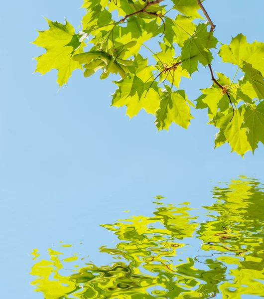 Bright Green Leaves Maple Tree Blue Sky Reflection Water Surface — Stock Photo, Image