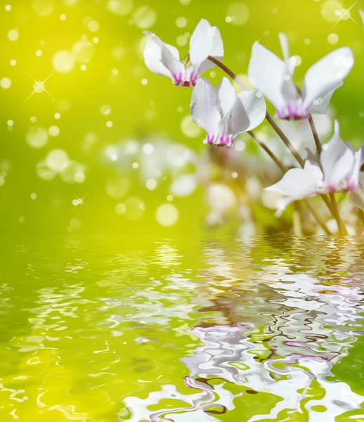 Fiori Bianchi Ciclamino Selvatico Viola Alpino Primo Piano Uno Sfondo — Foto Stock