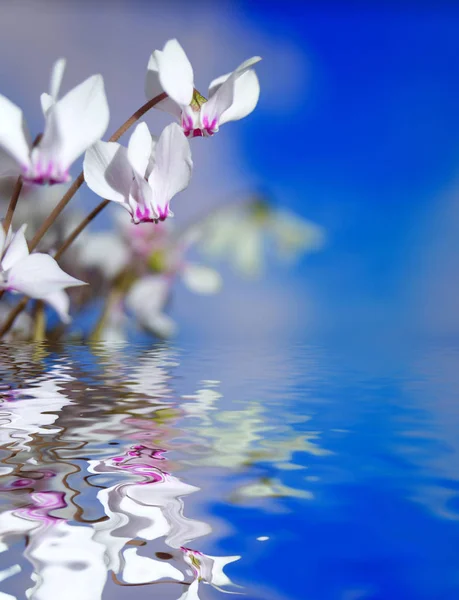 White Flowers Wild Cyclamen Alpine Violet Close Blue Sky Reflection — Stock Photo, Image