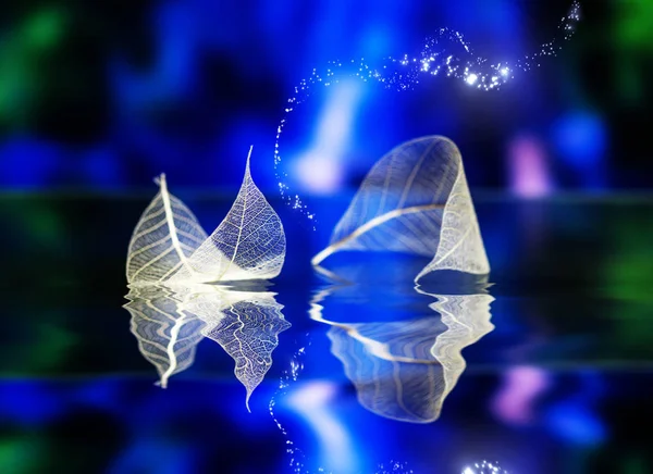 Feuilles Blanches Transparentes Sur Fond Bleu Foncé Avec Réflexion Surface — Photo