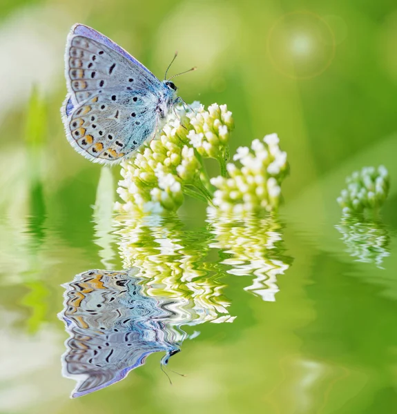 水面の反射と春の牧草地に白い花に座っている美しい青い蝶銅蝶 — ストック写真