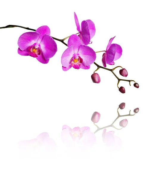 Pink Flower Phalaenopsis Orchid Several Buds Branch Reflected Mirror Surface — Stock Photo, Image