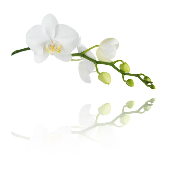 Witte Bloem Van Een Orchidee Phalaenopsis Met Verschillende Knoppen Een — Stockfoto