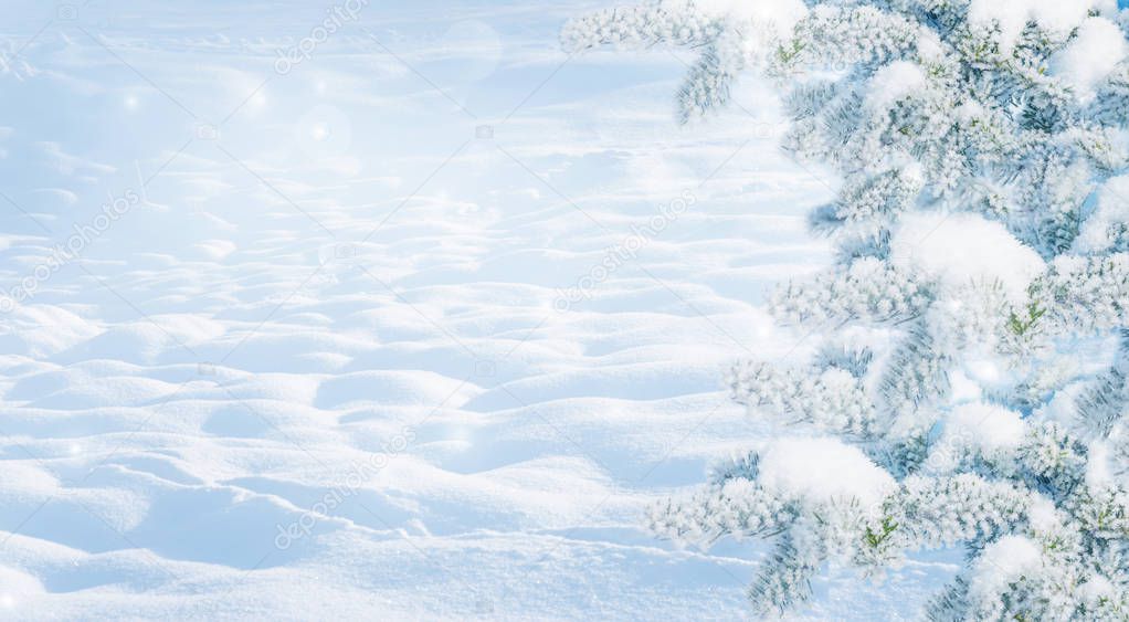 Winter Christmas scenic landscape on frosty sunny day with fir-trees covered with white snow close-up and snowdrifts. Snowy backdrop in forest on nature outdoors, with copy-space, toned in blue
