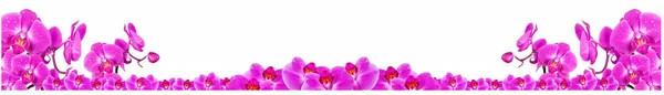 Banner Horizontal Largo Con Hermosas Flores Orquídea Rosa Cubiertas Con —  Fotos de Stock