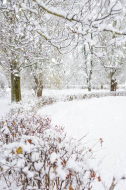 Karla kaplı bir ara sokakta kar yağışı, dikey görüntü ile karlı bir kış parkta beyaz ağaçta