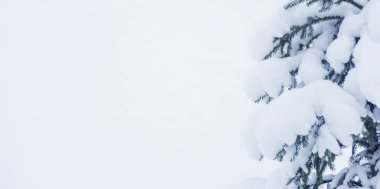 Mavi Ladin, bol bol karlı alan, zemin karşı bir kar yağışı sırasında karla kaplı dallarında, boşluk ile kapatmak