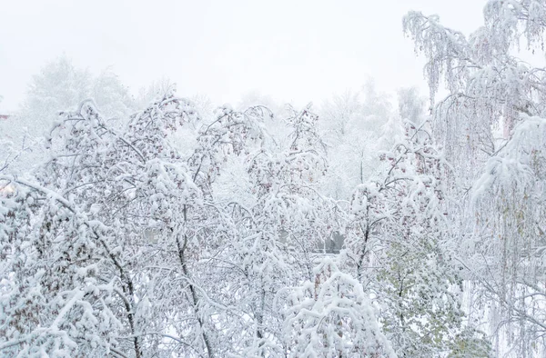 Árvores Parque Inverno Coberto Com Neve Branca Fofa — Fotografia de Stock