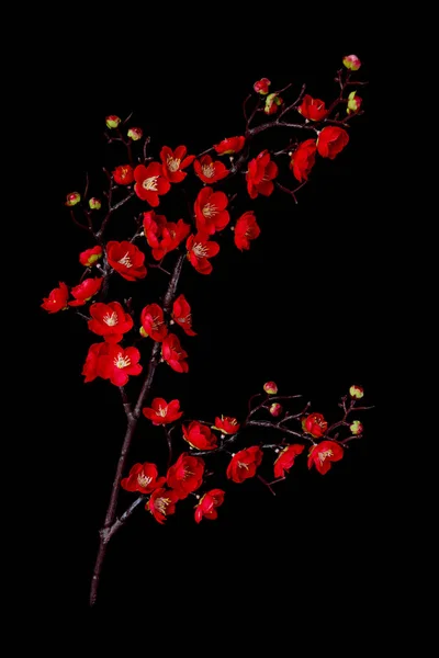 Искусственная Ветвь Цветущей Вишни Ярко Красными Цветами Выделенная Черном Фоне — стоковое фото