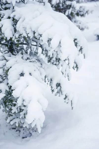 Ветви Голубой Ели Обильно Покрытые Снегом Время Снегопада Близко — стоковое фото