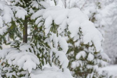 Bir kar yağışı sırasında bol bol karla kaplı mavi ladin dalları, yakın.