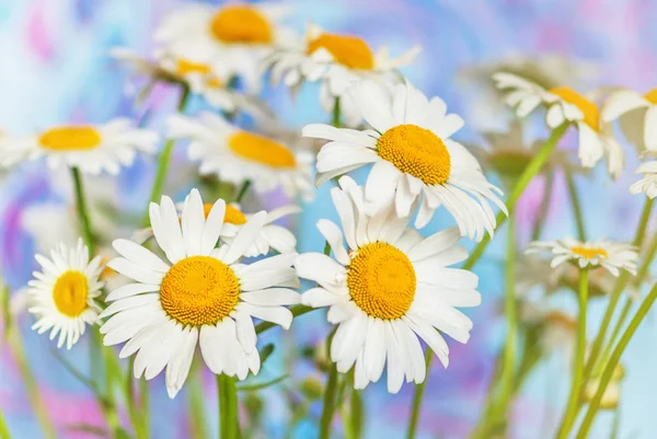 Strauß Feldmargeriten Mit Weißen Blütenblättern Und Gelben Zentren Auf Einem — Stockfoto