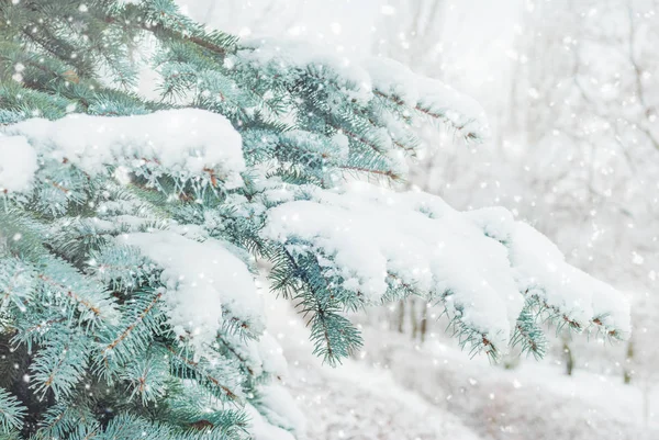 Branches Blue Spruce Abundantly Covered Snow Snowfall Close — Stock Photo, Image