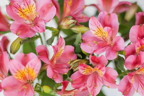 Beau Bouquet Fleurs Alstroemeria Rouges Sur Fond Blanc Gros Plan — Photo