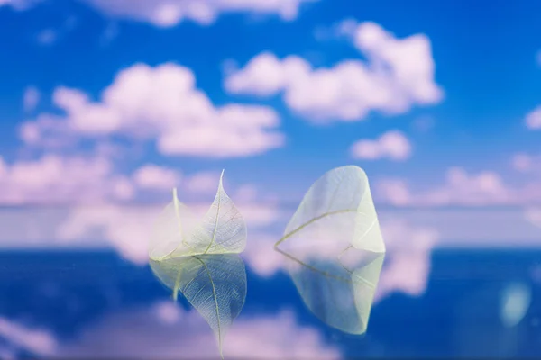 Folhas Brancas Transparentes Superfície Espelho Com Reflexão Fundo Céu Azul — Fotografia de Stock