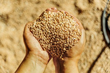 Bir yığın olgun buğday tanelerinin dökülen taneleri arka planı holding erkekler eller