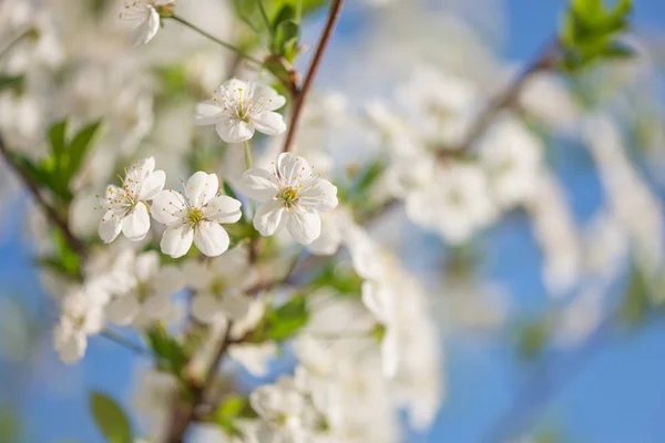 Beautiful Branches White Cherry Flowers Background Blue Sky — Stock Photo, Image