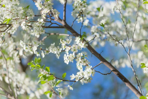 在蓝天背景下的白色樱桃花美丽的分支 — 图库照片