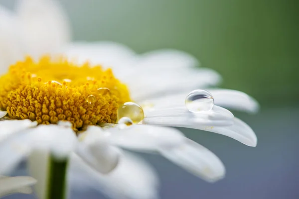 Goutte Eau Sur Pétale Camomille Fleur Gros Plan — Photo