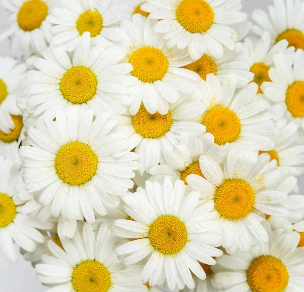 Natural Background Consisting Many Flowers Chamomile Covered Water Drops Closeup — Stock Photo, Image