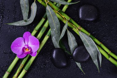 Spa konseptiyle siyah bazalt masaj taşları, pembe orkide çiçek ve şanslı bambu su damlaları siyah bir arka plan ile kaplı bir kaç kaynaklanıyor; metin için ile yer