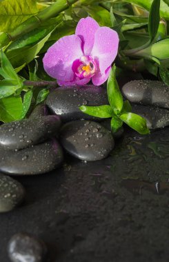 Siyah bazalt masaj taşları, pembe orkide çiçeği ve siyah arkaplanda su damlalarıyla kaplı yemyeşil yapraklı kaplıca konsepti.