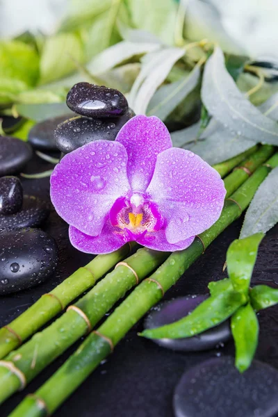 Spa Konzept Mit Schwarzen Basaltmassagesteinen Rosa Orchideenblüte Und Sattgrünem Laub — Stockfoto