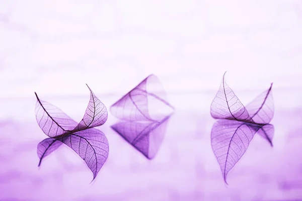 透明的叶子在镜子表面 在淡紫色的背景上有反射 抽象宏观自然梦幻般的艺术形象 童话壁纸 — 图库照片