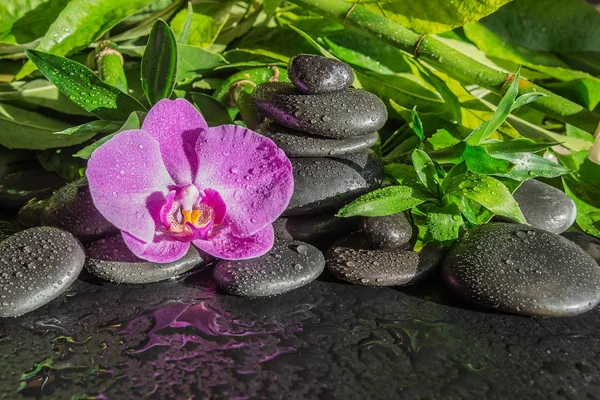 水疗理念与黑色玄武岩按摩石 粉红色兰花花和郁郁葱葱的绿叶覆盖在黑色的背景水滴 与复制空间 — 图库照片