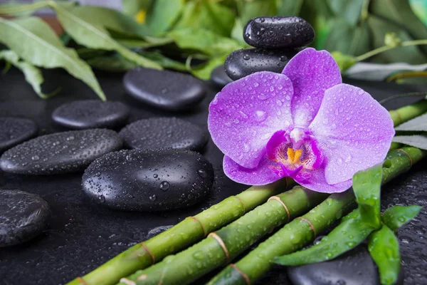 Spa Concept Met Zwarte Basalt Massage Stenen Roze Orchidee Bloem Stockfoto