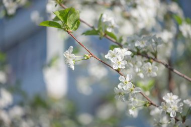 Beyaz kiraz çiçek bahar kentin yüksek katlı binanın zemin karşı hassas dalları
