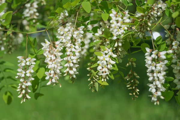 Fragantes Racimos Flores Acacia Blanca Sobre Fondo Exuberante Follaje Verde —  Fotos de Stock