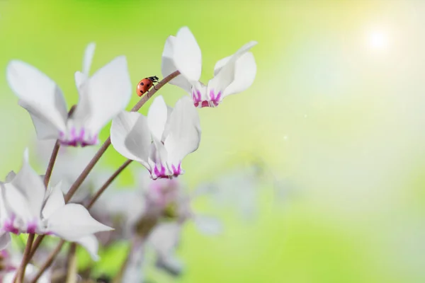 野生仙客来或高山紫罗兰色的白花和瓢虫特写对一个模糊的黄绿色自然背景 — 图库照片