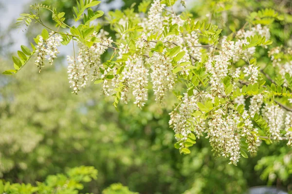 Aglomerados Perfumados Flores Brancas Acácia Fundo Exuberante Folhagem Verde Parque — Fotografia de Stock