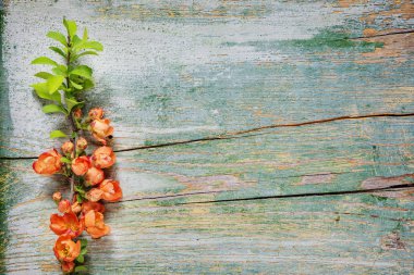 Abstract spring background of old painted blue board with branch of Chaenomeles japonica covered with red flowers clipart