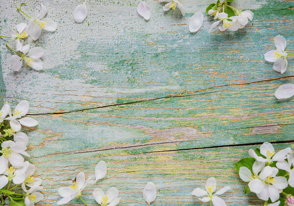 Abstract spring background of old painted blue board with frame of white apple flowers