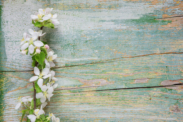 Abstract spring background of old painted blue board with branch of flowering apple branch covered with white flowers