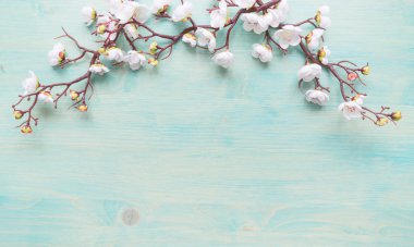 Abstract spring background of painted blue board with branch of flowering cherry branch covered with white flowers clipart