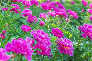 Çok güzel flowerbed açık havada Şakayık çiçekleri pembe