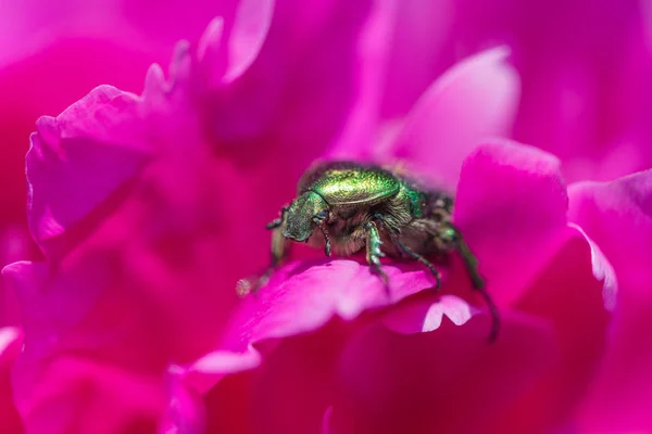 Grüner Schädlingskäfer Cetoniinae Aurata Zwischen Rosa Blütenblättern Einer Pfingstrosenblume Aus — Stockfoto