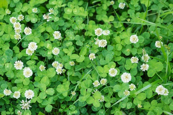 Fond Naturel Une Variété Fleurs Blanches Feuilles Vertes Trèfle — Photo