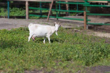Çiftlikteki beyaz keçi