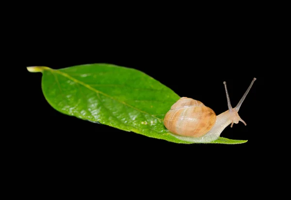 Escargot de jardin sur le fond noir — Photo