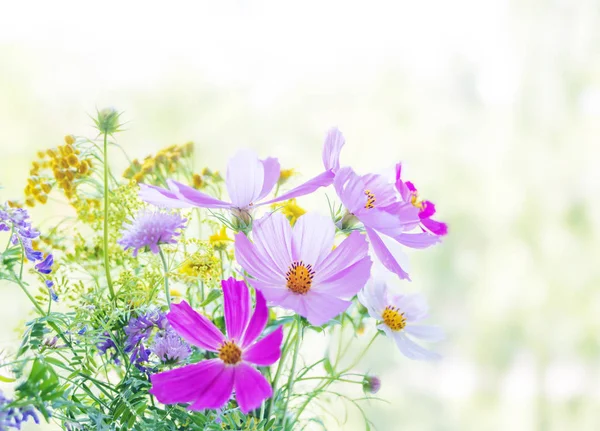 Wilde bloemen op een natuurlijke achtergrond — Stockfoto