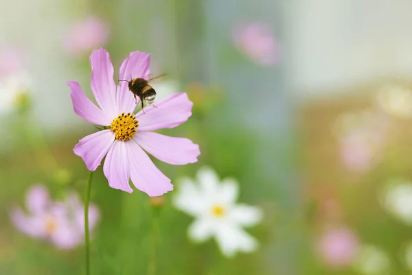 Rosafarbene Kosmosblume und fliegende Hummel — Stockfoto