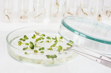 Genetiği değiştirilmiş organizmalar