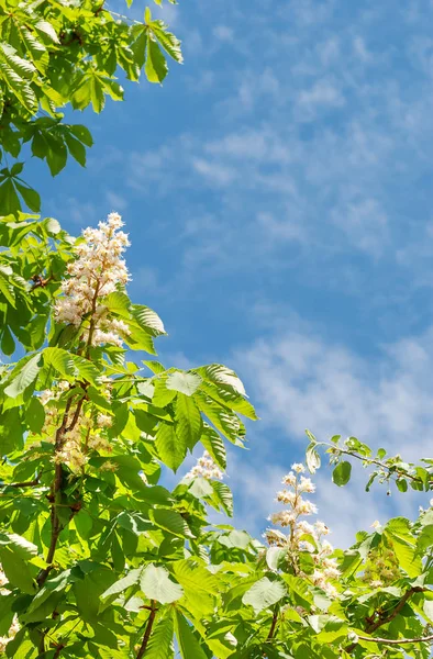 Blätter und Kastanienblüten gegen den blauen Himmel — Stockfoto