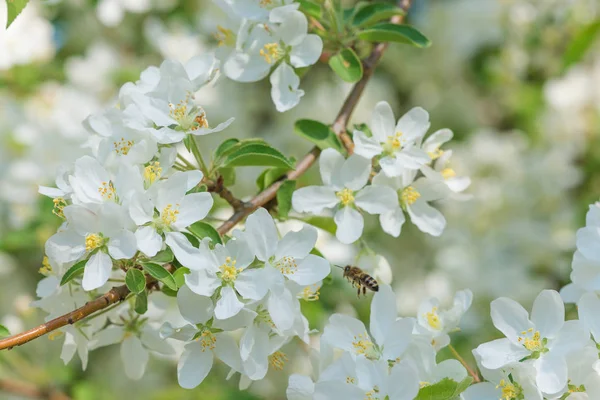 Blooming apple trees — Stock Photo, Image