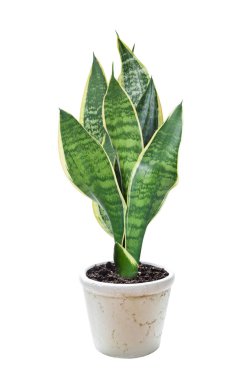evde bitki sansevieria