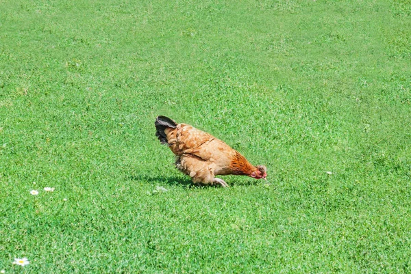 Brun kyckling på det gröna gräset — Stockfoto